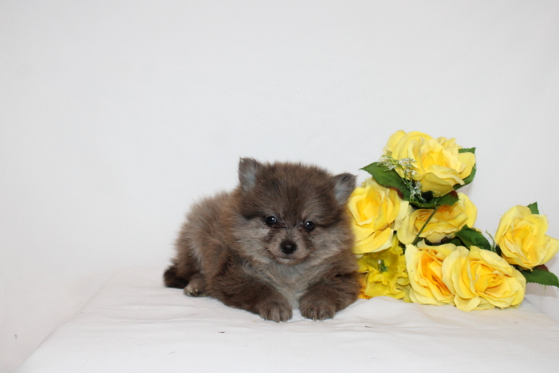 puppy, for, sale, Pomernain, Matthew B. Stoltzfus, dog, breeder, Gap, PA, dog-breeder, puppy-for-sale, forsale, nearby, find, puppyfind, locator, puppylocator, aca